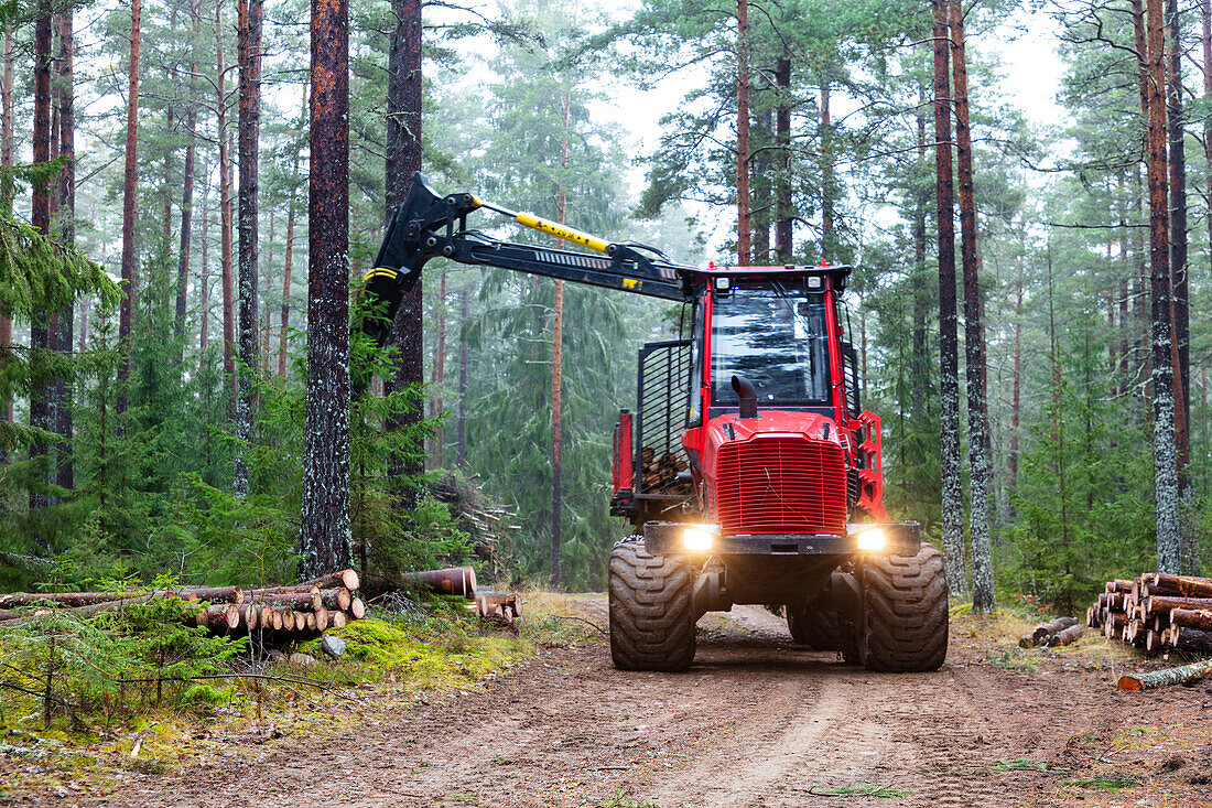 Forstmaschine bei der Arbeit im Wald