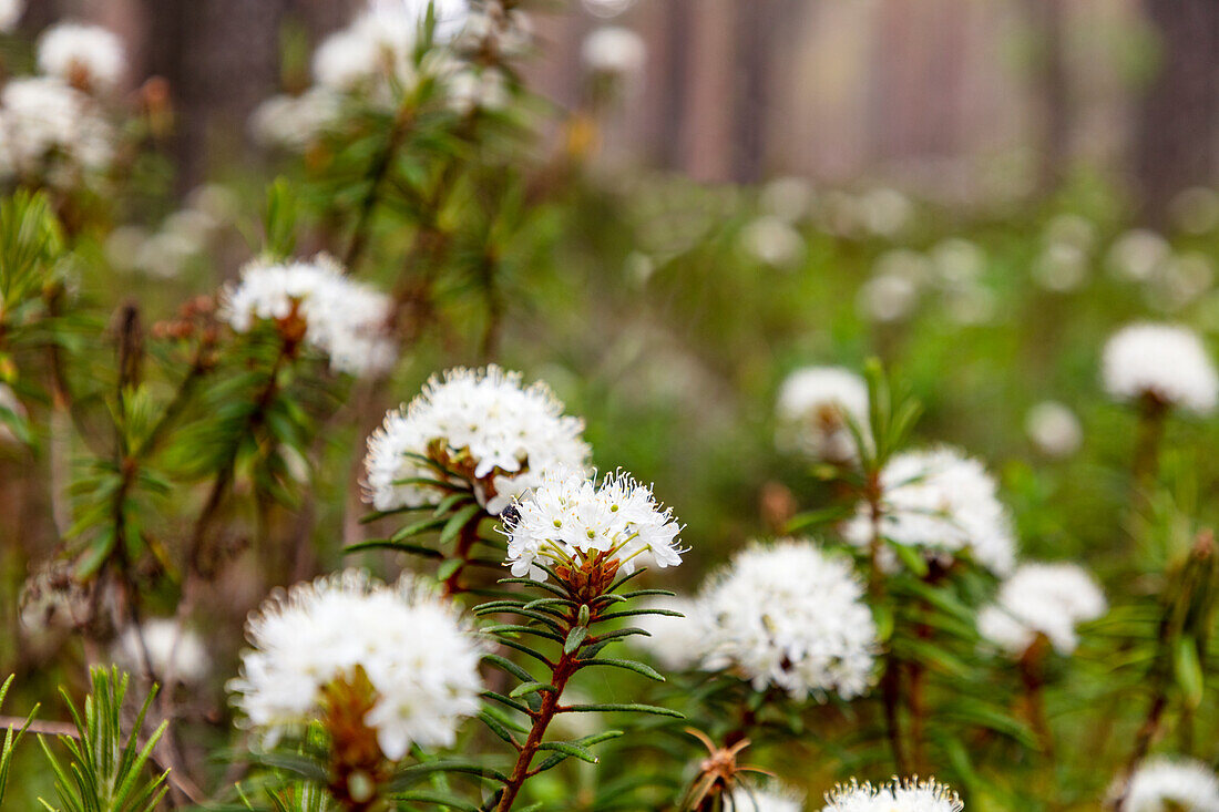 Weiße Blumen wachsen im Wald