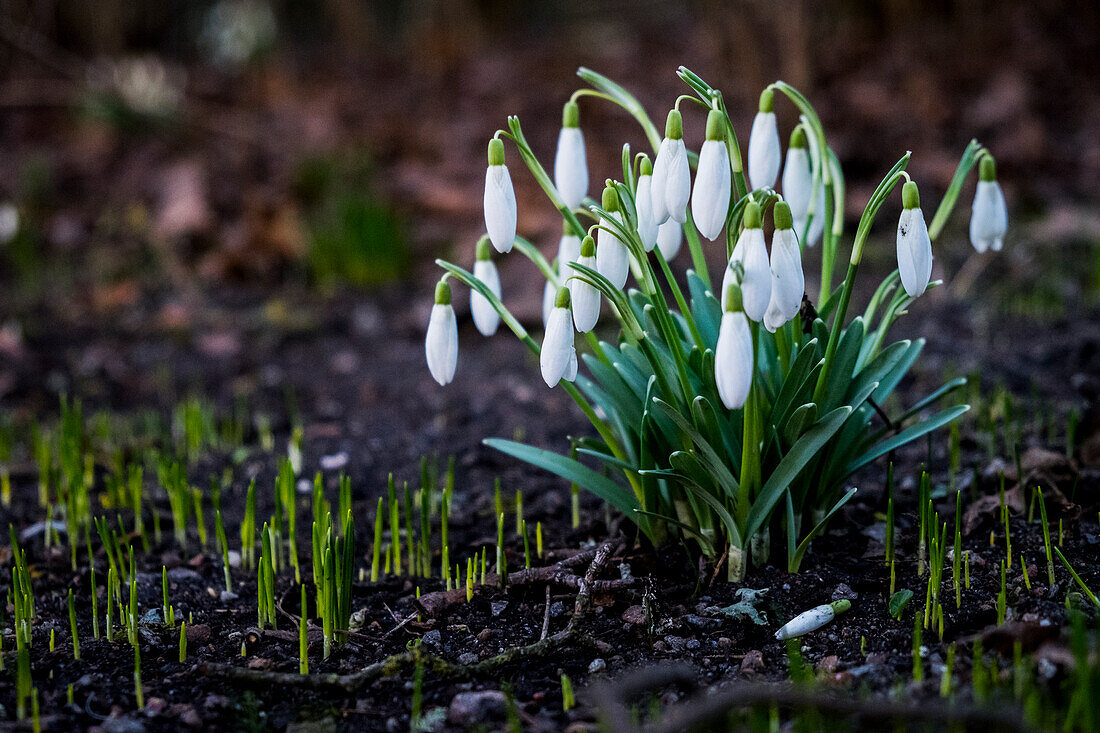 Close-up of flowering snowdrops