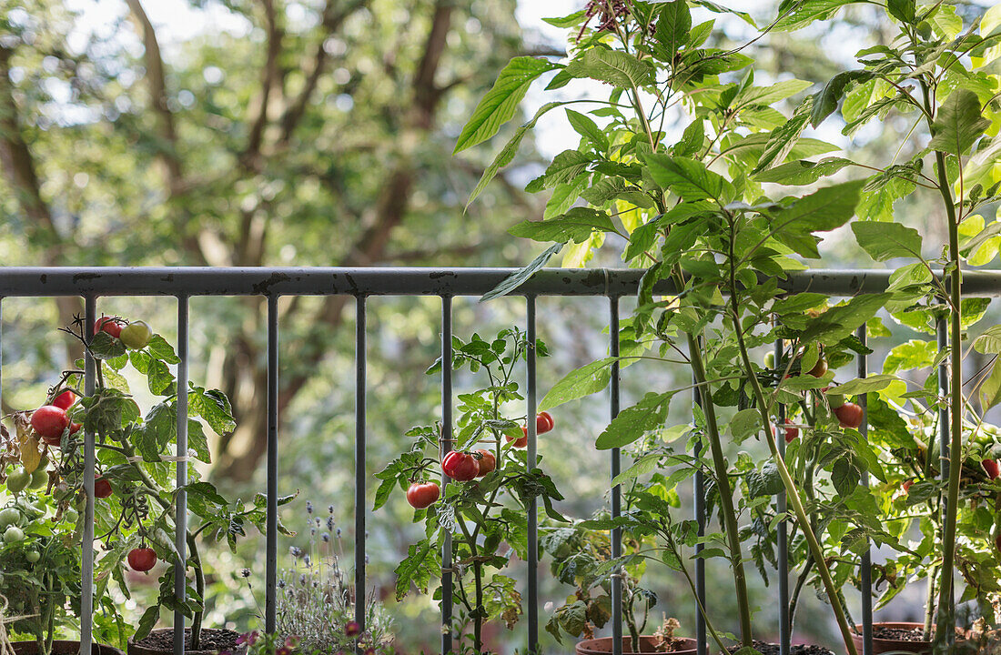 Tomatenpflanzen auf dem Balkon in Kreuzberg, Berlin