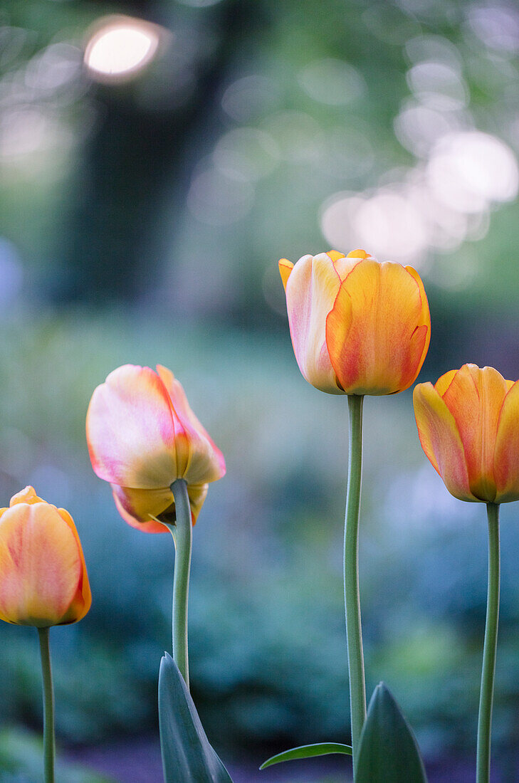 Tulips in garden