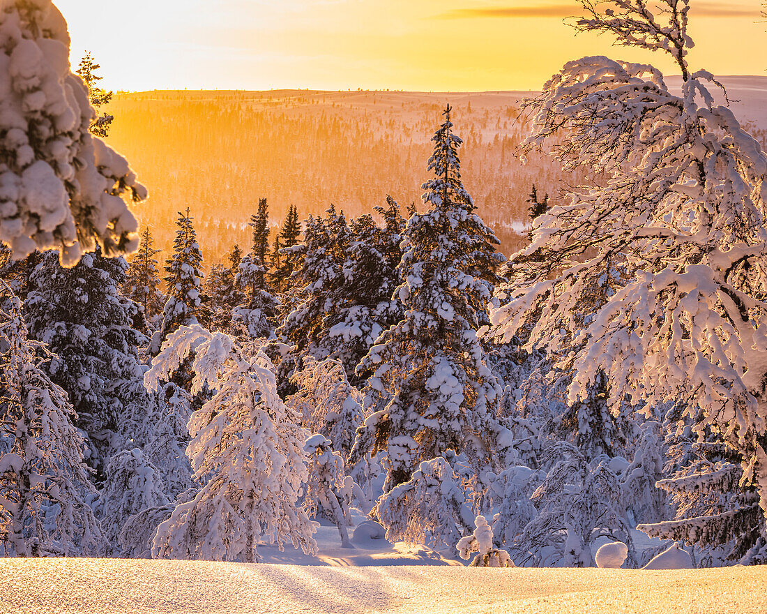 Verschneiter Wald im Licht des Sonnenuntergangs