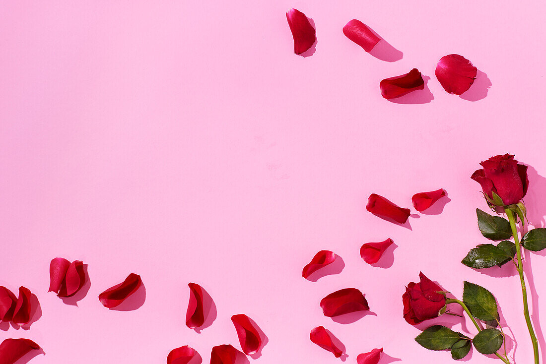 Rote Rosen und Blütenblätter auf rosa Hintergrund