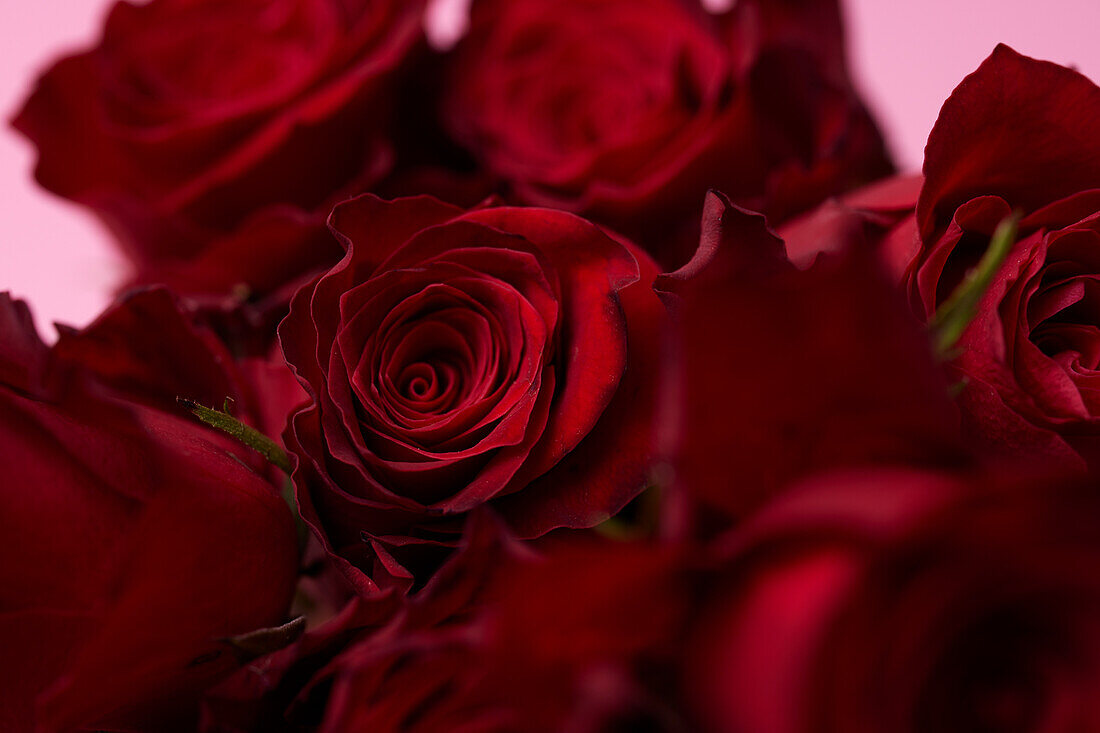 Rote Rosen auf rosa Hintergrund