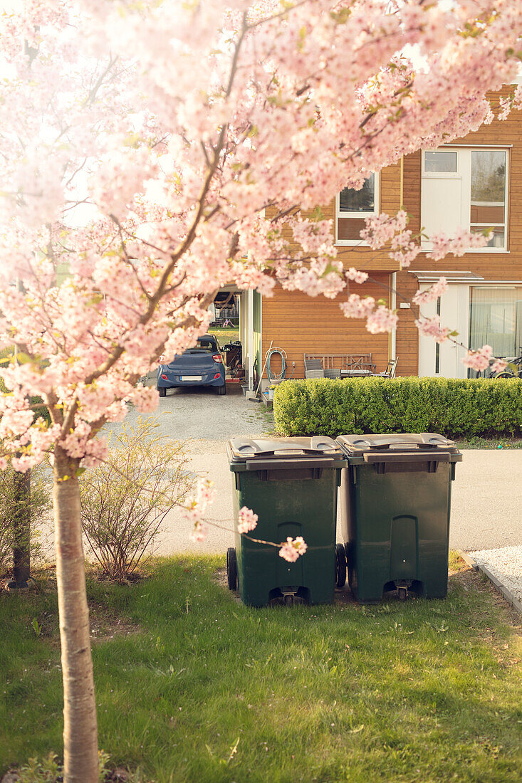 Mülltonnen auf Rasen unter rosa Baumblüte