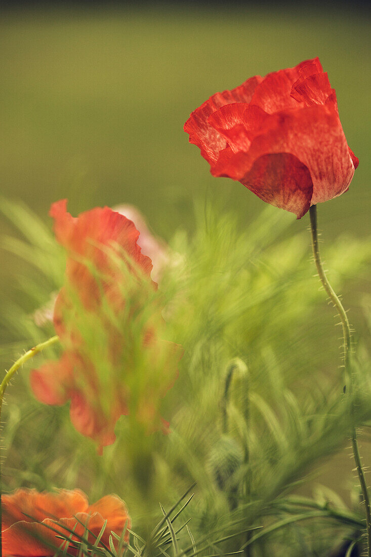 View of red poppy