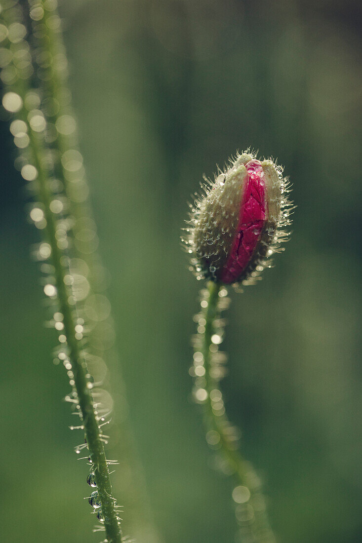 Close-up of poppy bud