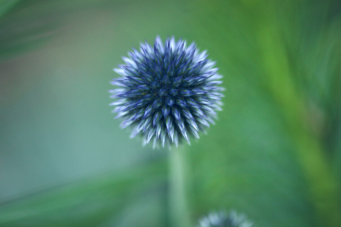 Close-up of globe thistle