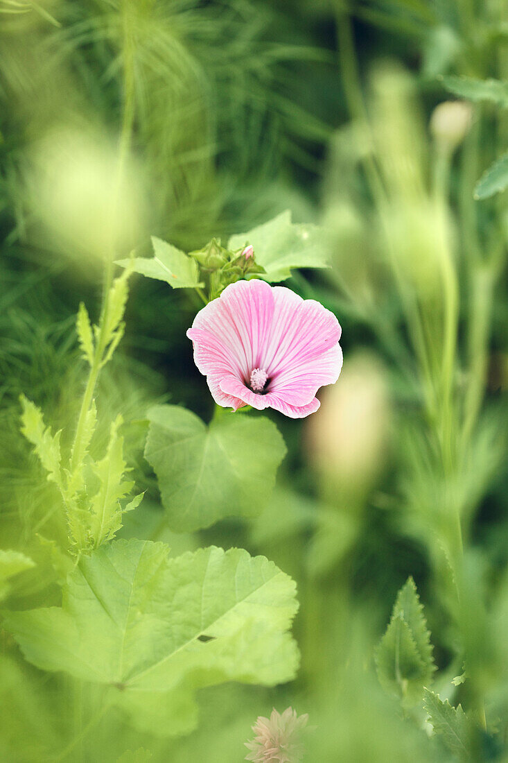 View of pink hollyhock