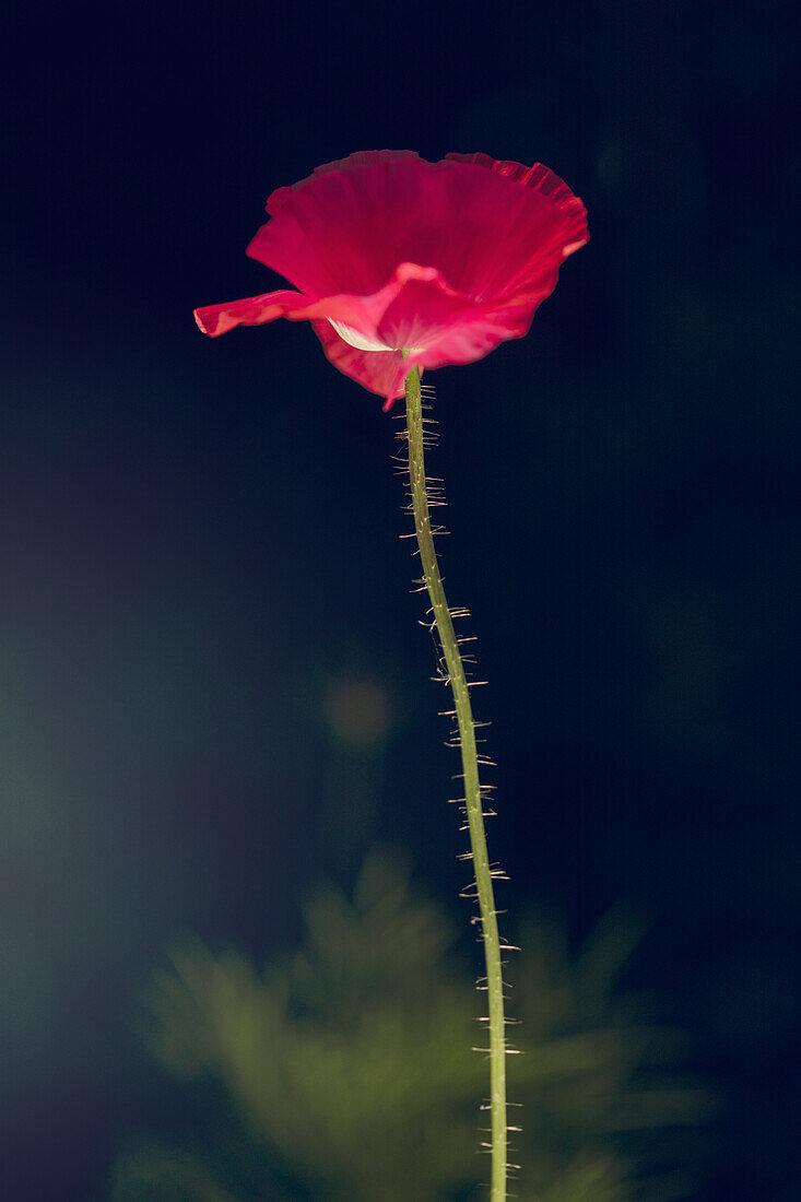 View of pink poppy on black background