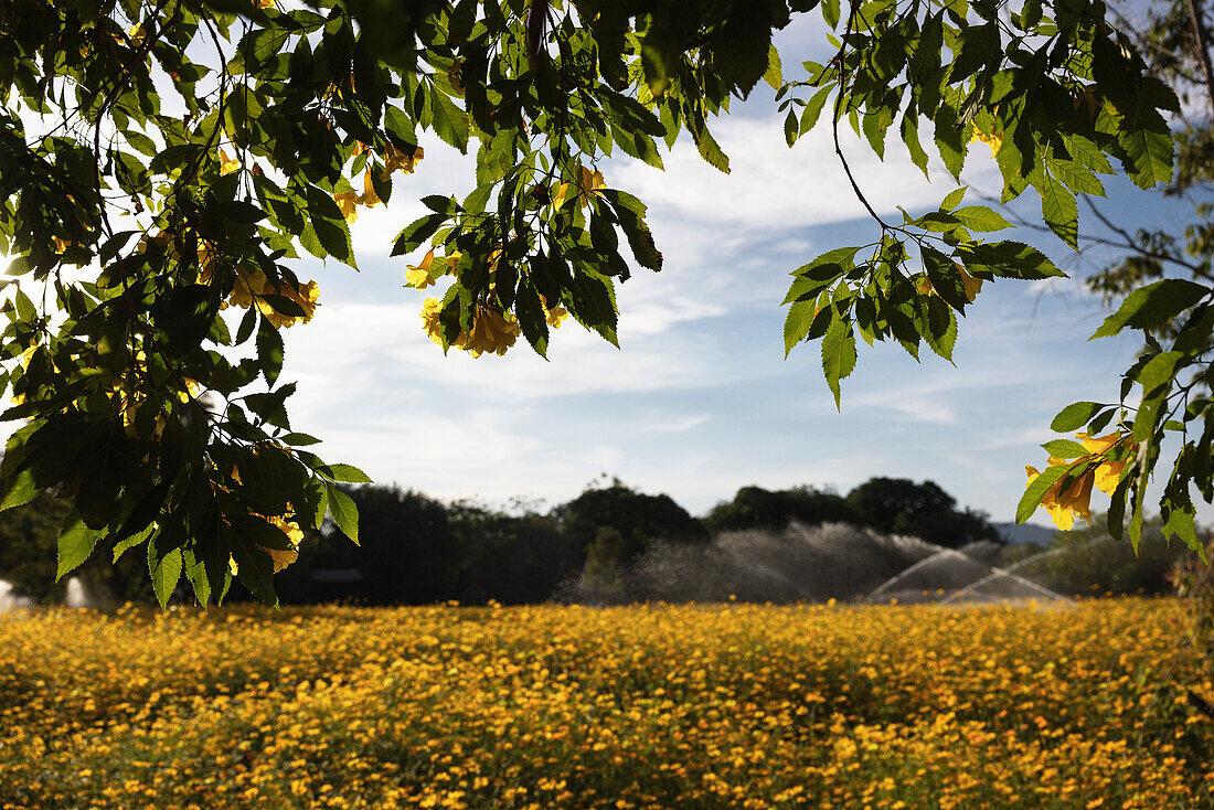 Sprinkler bewässern blühendes Feld