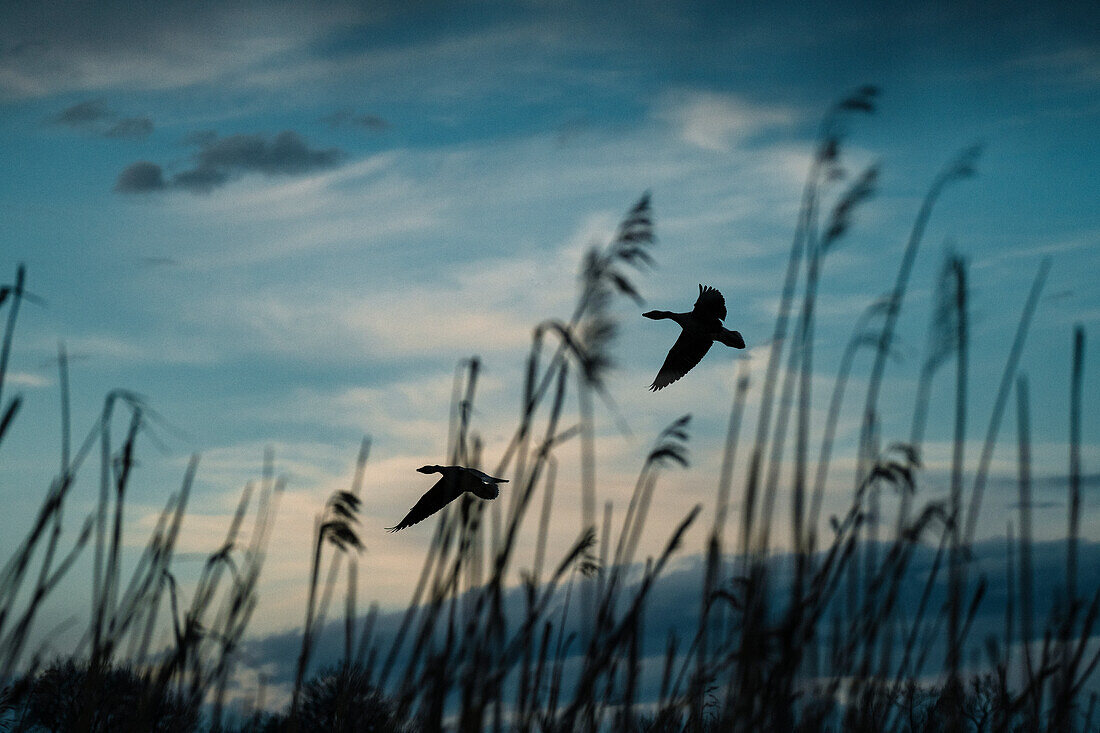 Silhouette on birds at sunset