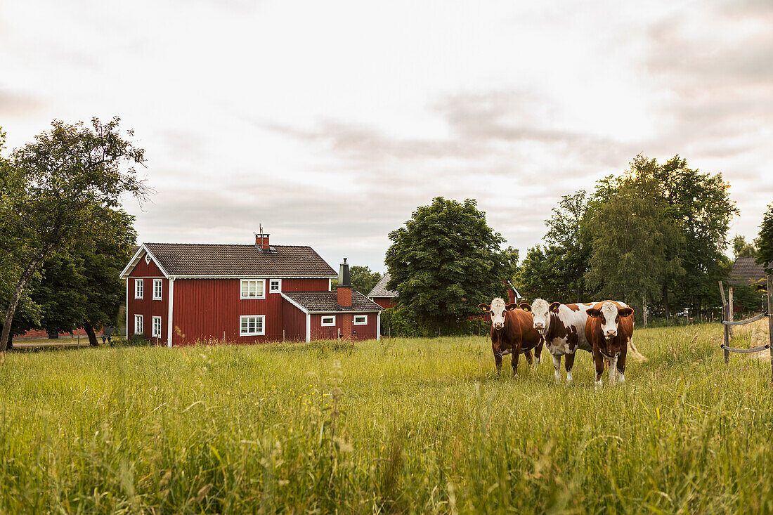 Falunroter Bauernhof und Kühe auf der Weide