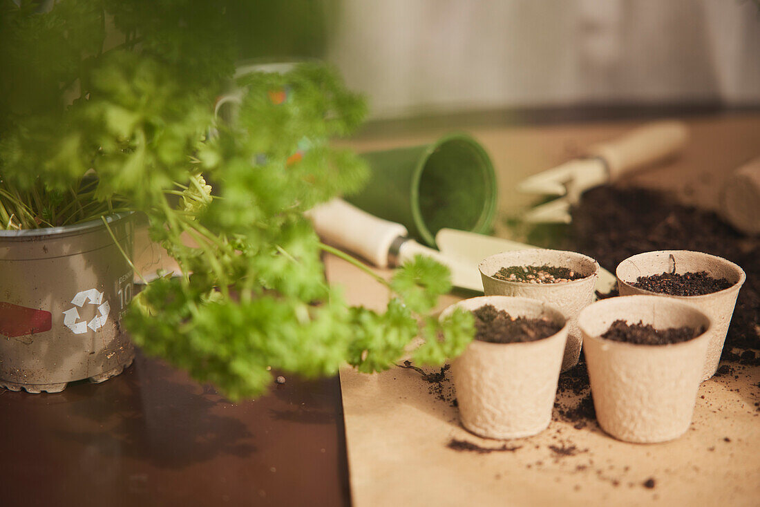 Seedlings and pots on table