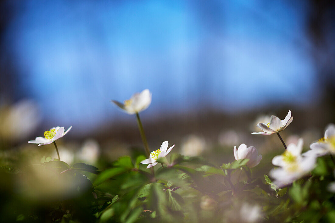 Close-up of anemone flowers