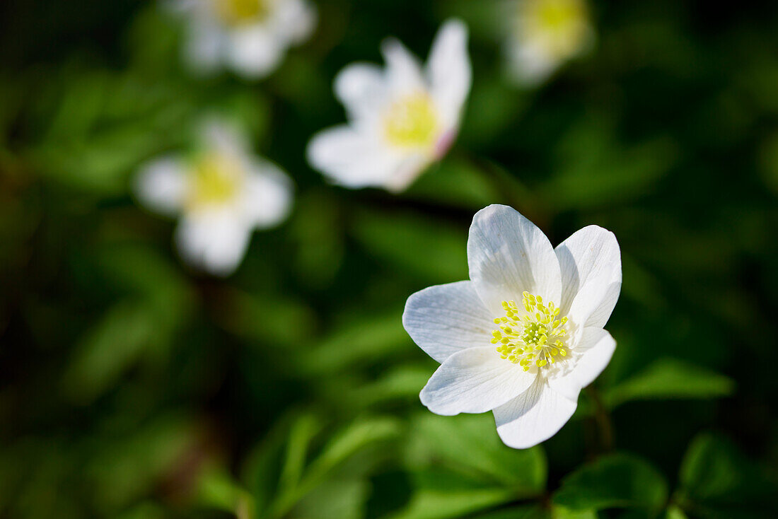 Close-up of anemone flower