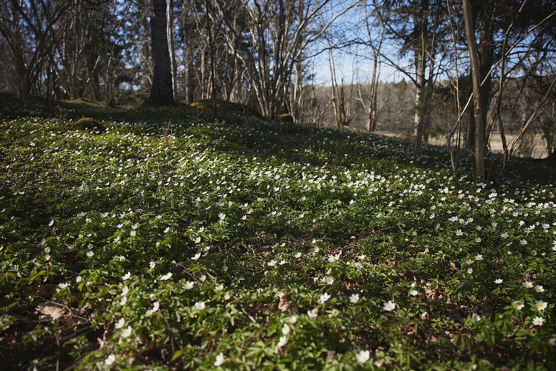 Wood anemones in bloom