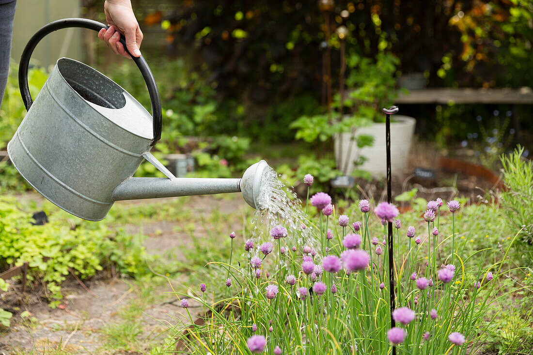 Person gießt Pflanzen im Garten