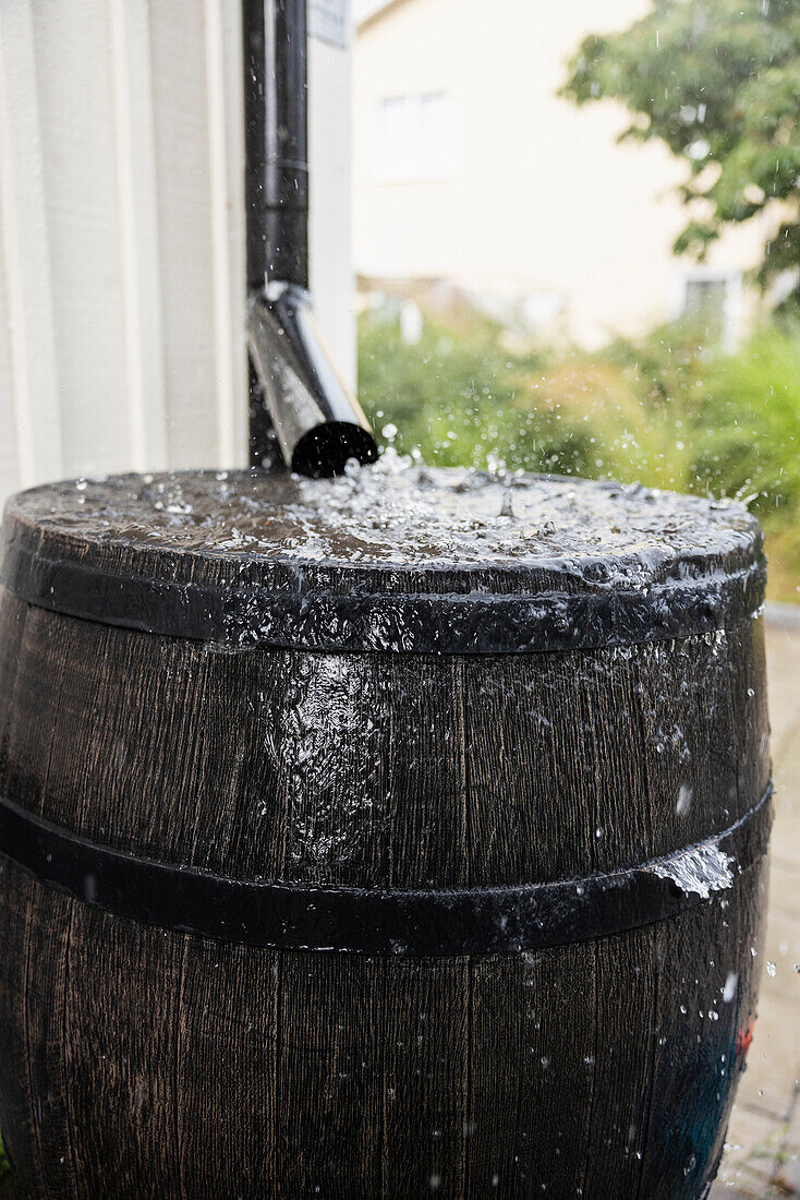 Barrel collecting rainwater in garden