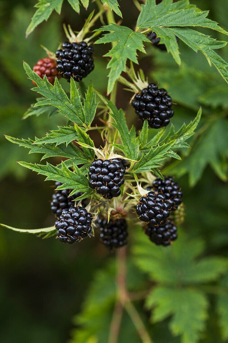 Close-up of blackberries on branch