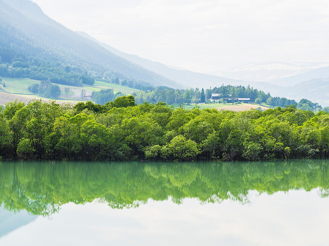 Blick auf Bäume am See