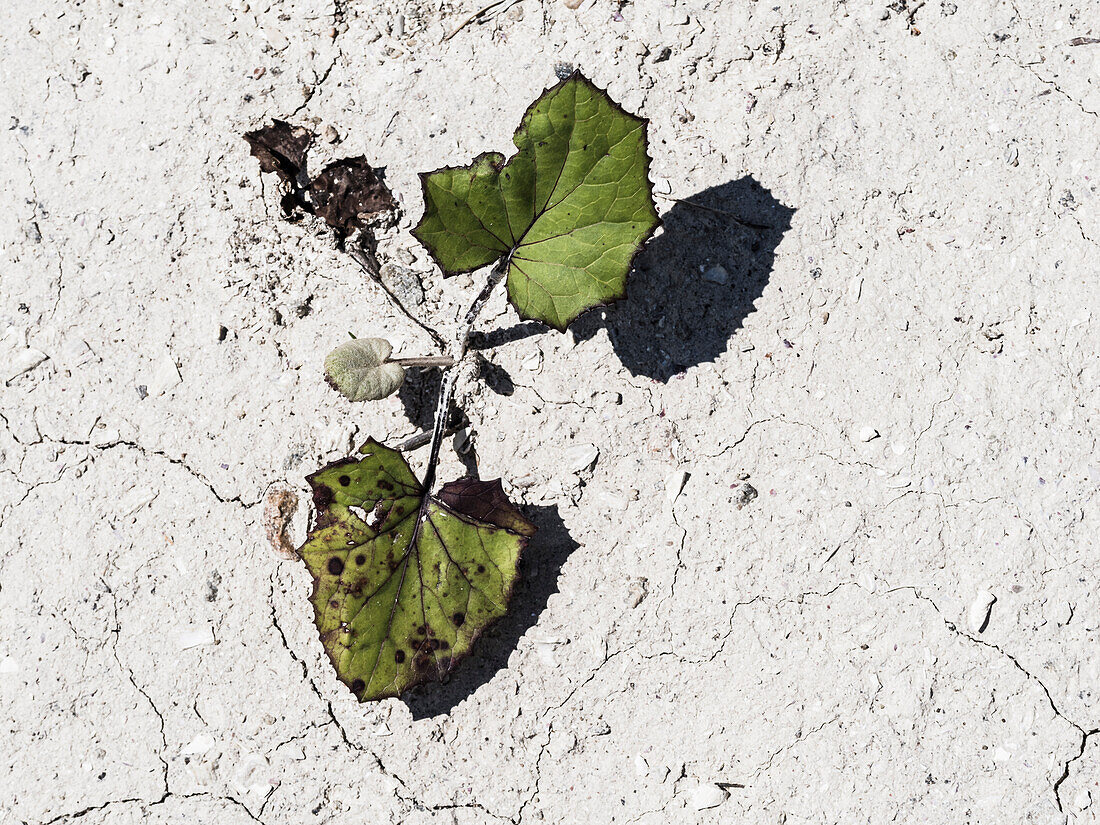 Plant growing out of dry soil