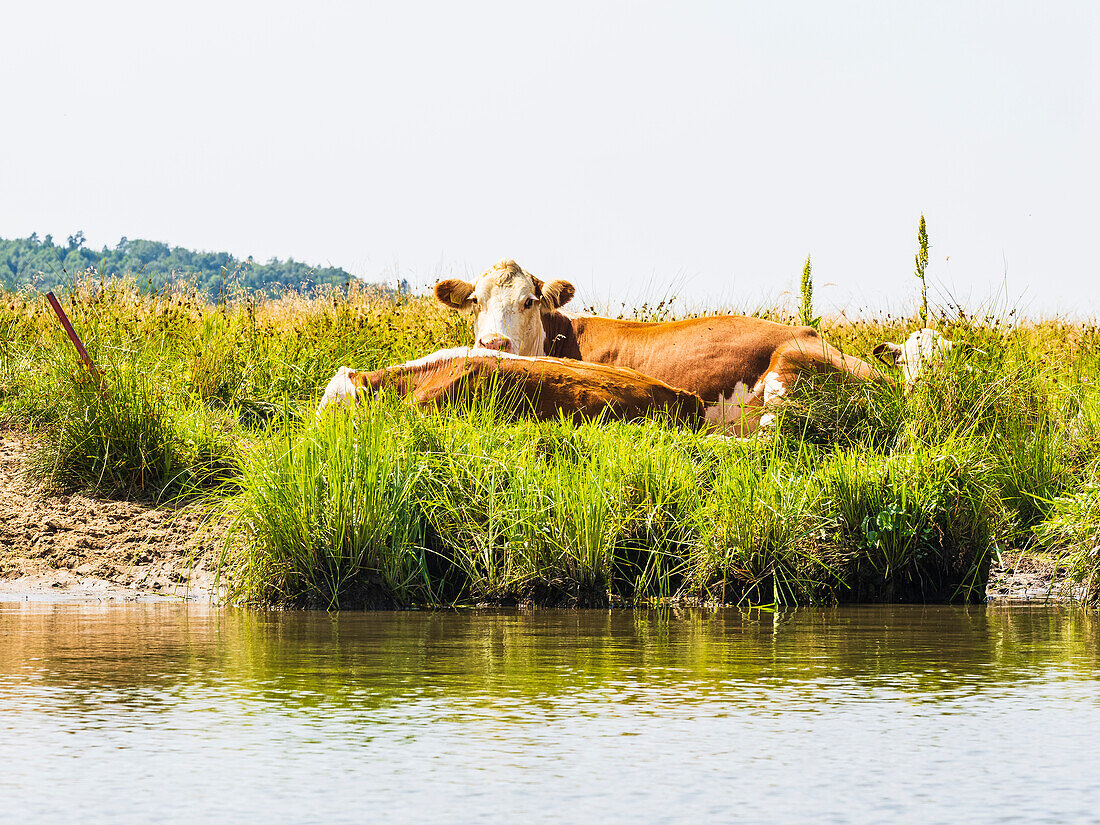 Cows lying down at river