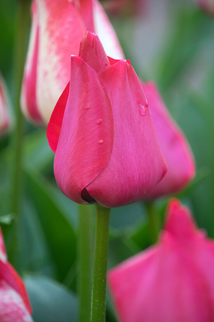 Tulpe (Tulipa) 'Spryng Tide'