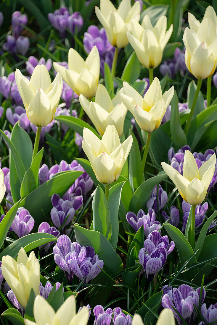 Krokus (Crocus) 'King of the Striped', Tulpe (Tulipa) 'Concerto'