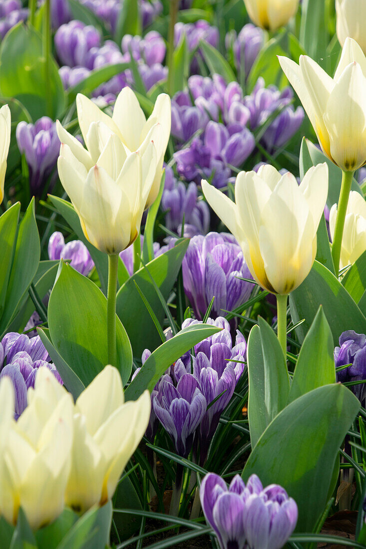 Crocus King of the Striped, Tulipa Concerto