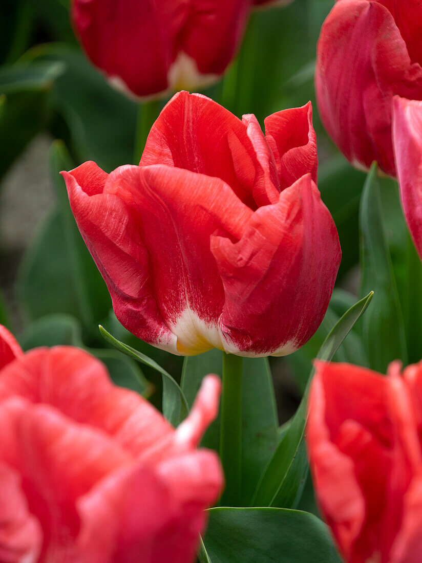 Tulipa Calgary Red