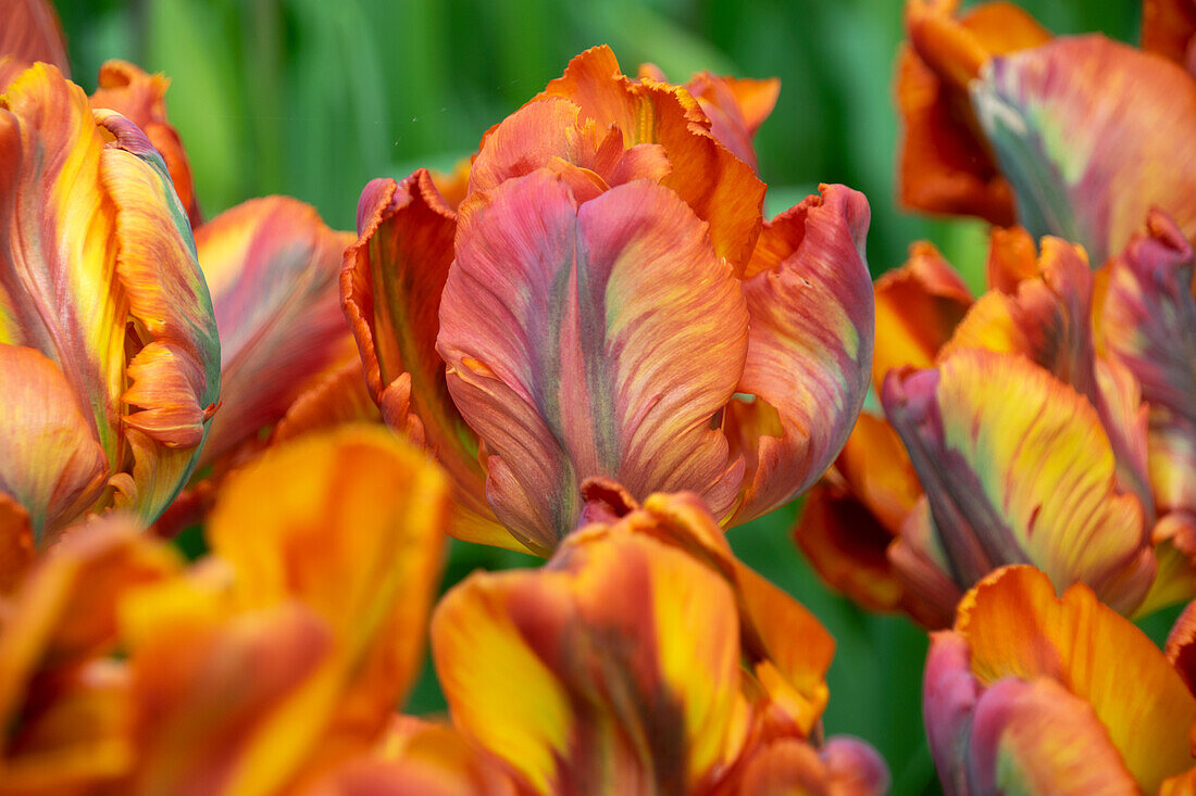 Tulpe (Tulipa) 'Rasta Parrot'