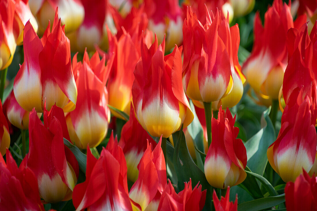 Tulipa Flames Mystery