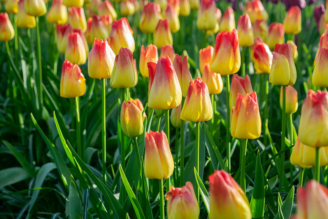 Tulpe (Tulipa) 'Suncatcher'