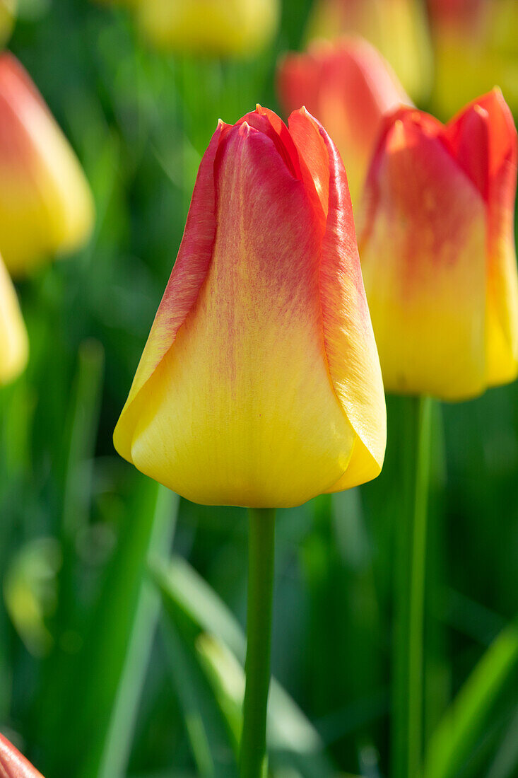 Tulipa Suncatcher