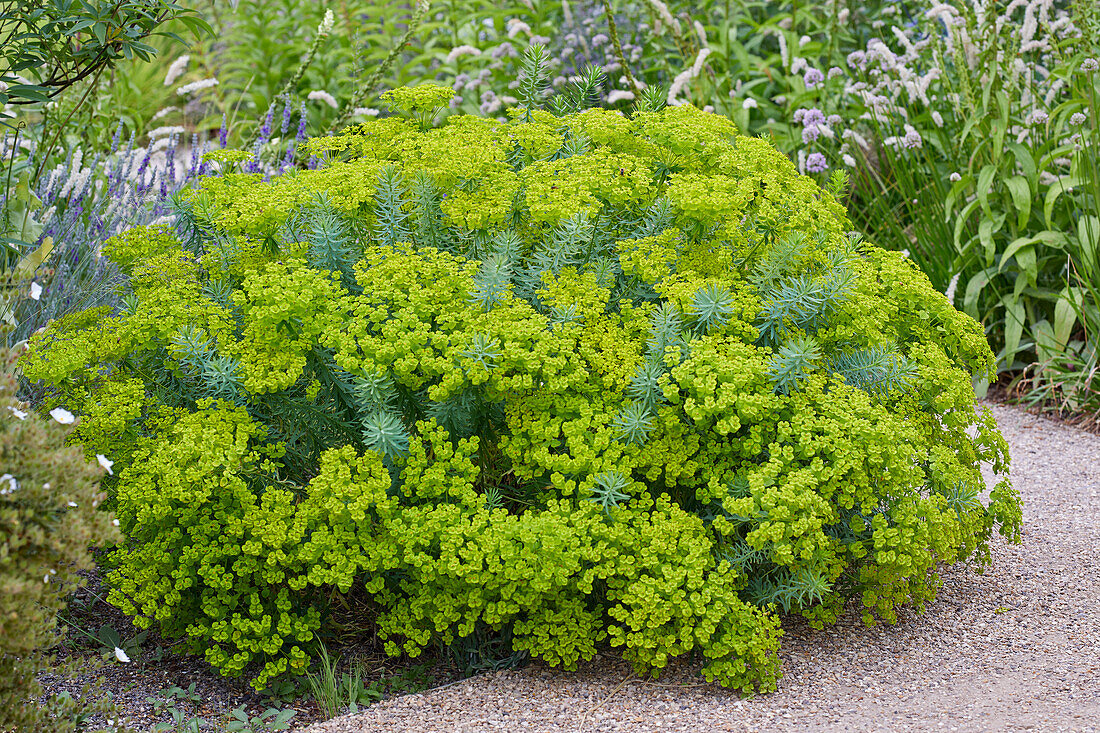 Euphorbia