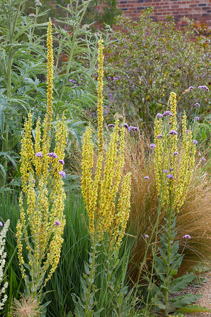 Verbascum lychnitis