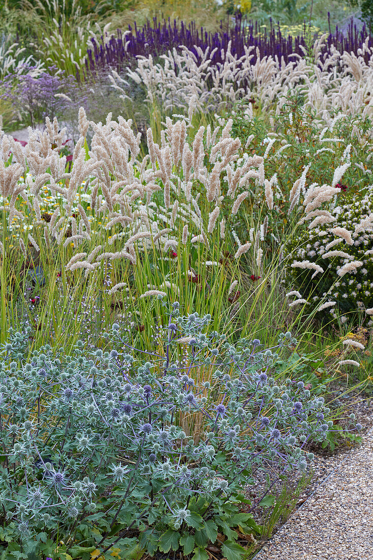 Mannstreu (Eryngium), Perlgrass (Melica)