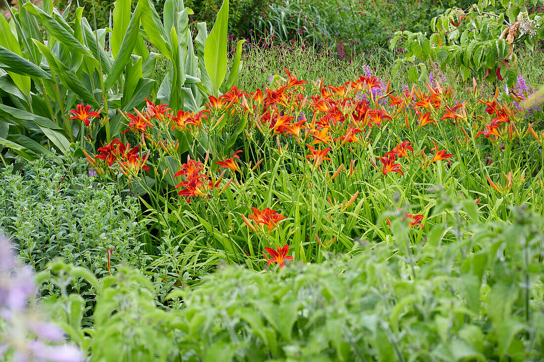 Hemerocallis