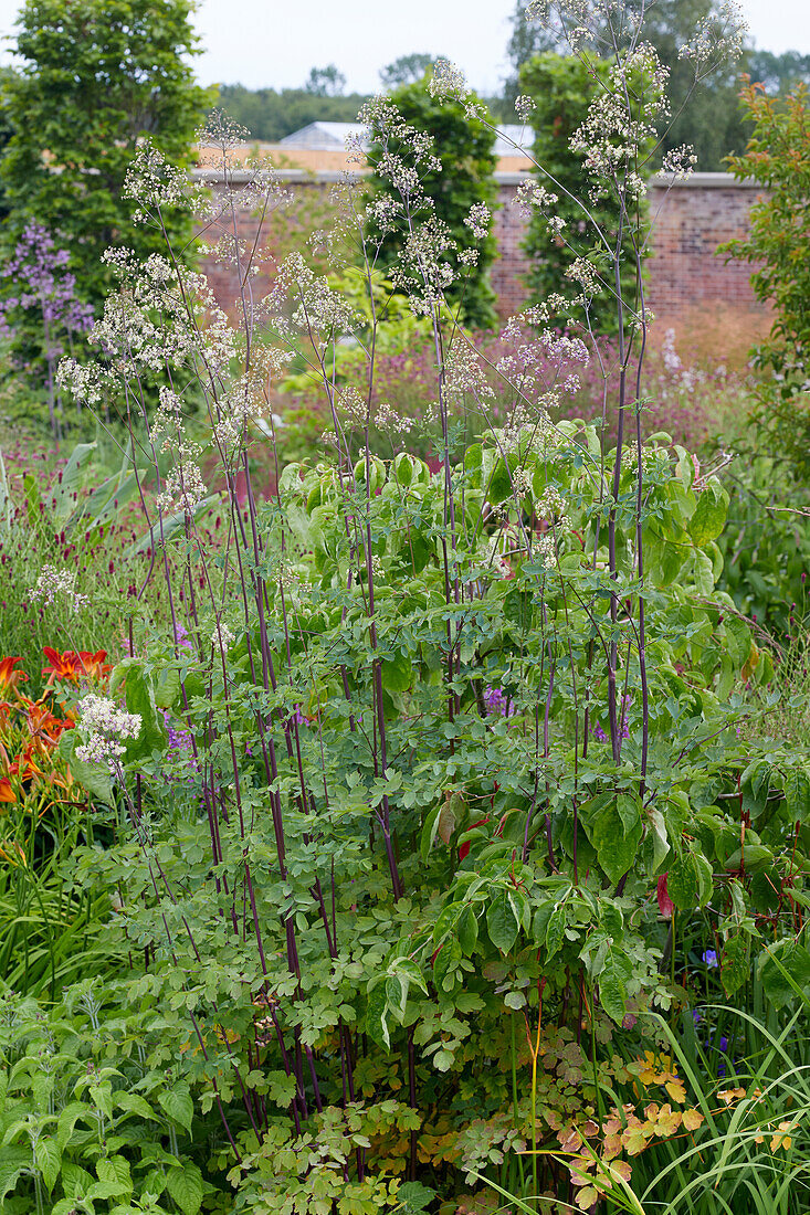 Thalictrum Elin