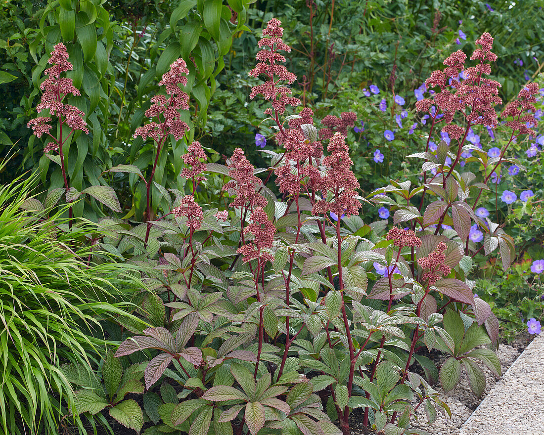 Schaublatt (Rodgersia)