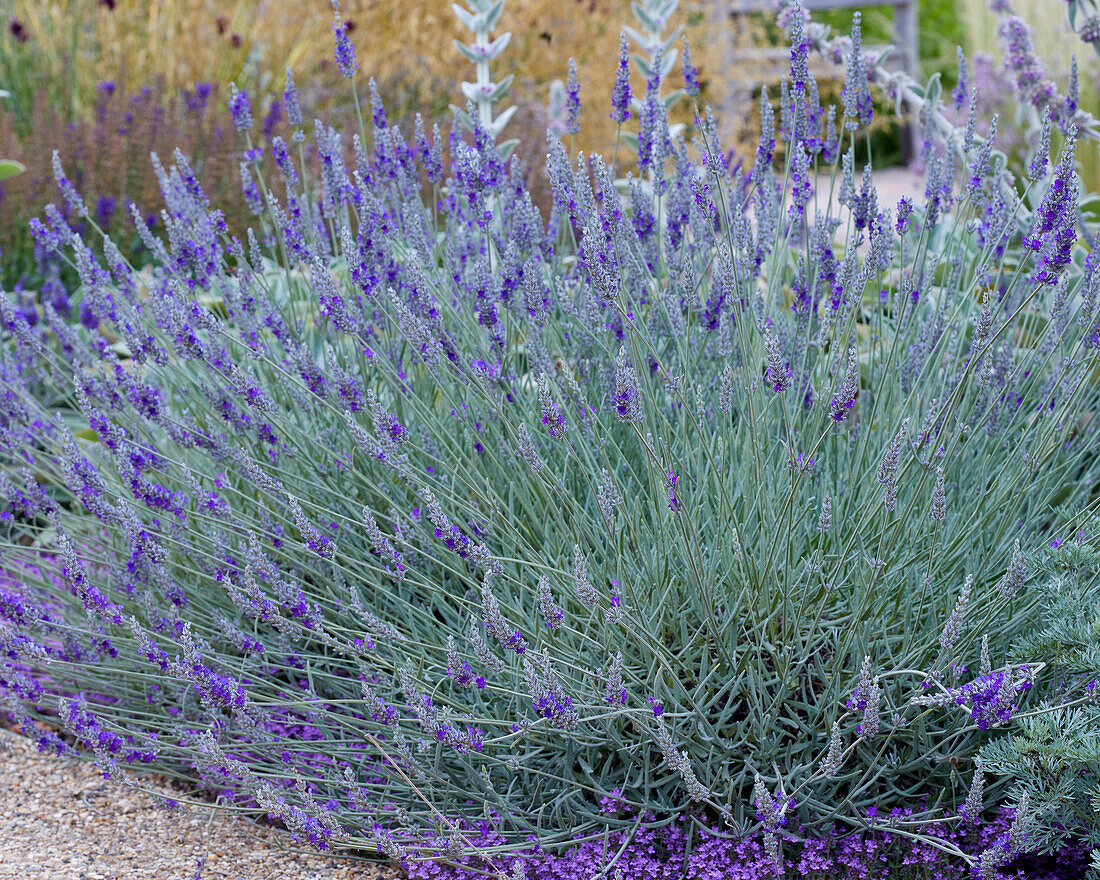 Lavandula