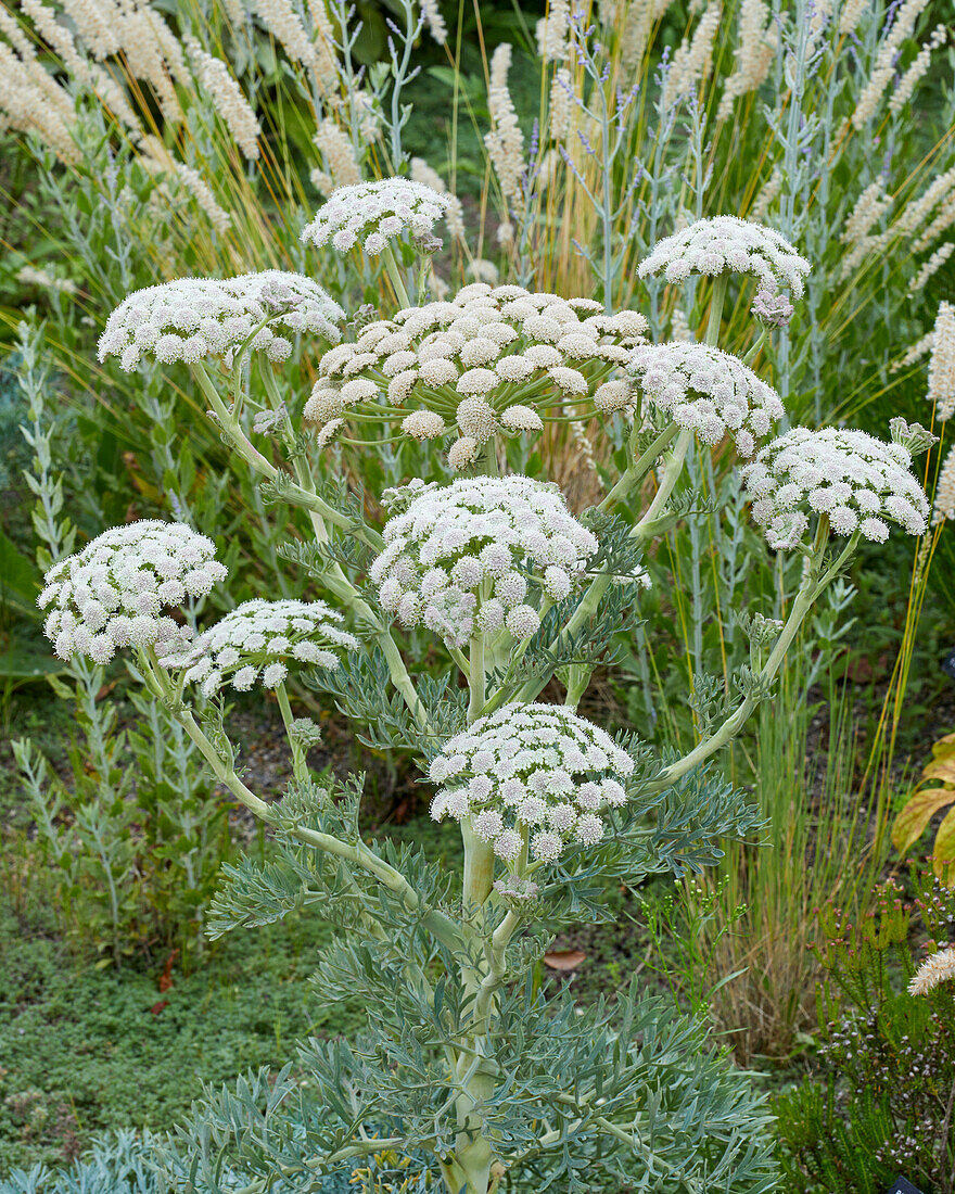 Grauer Bergfenchel (Seseli gummiferum)