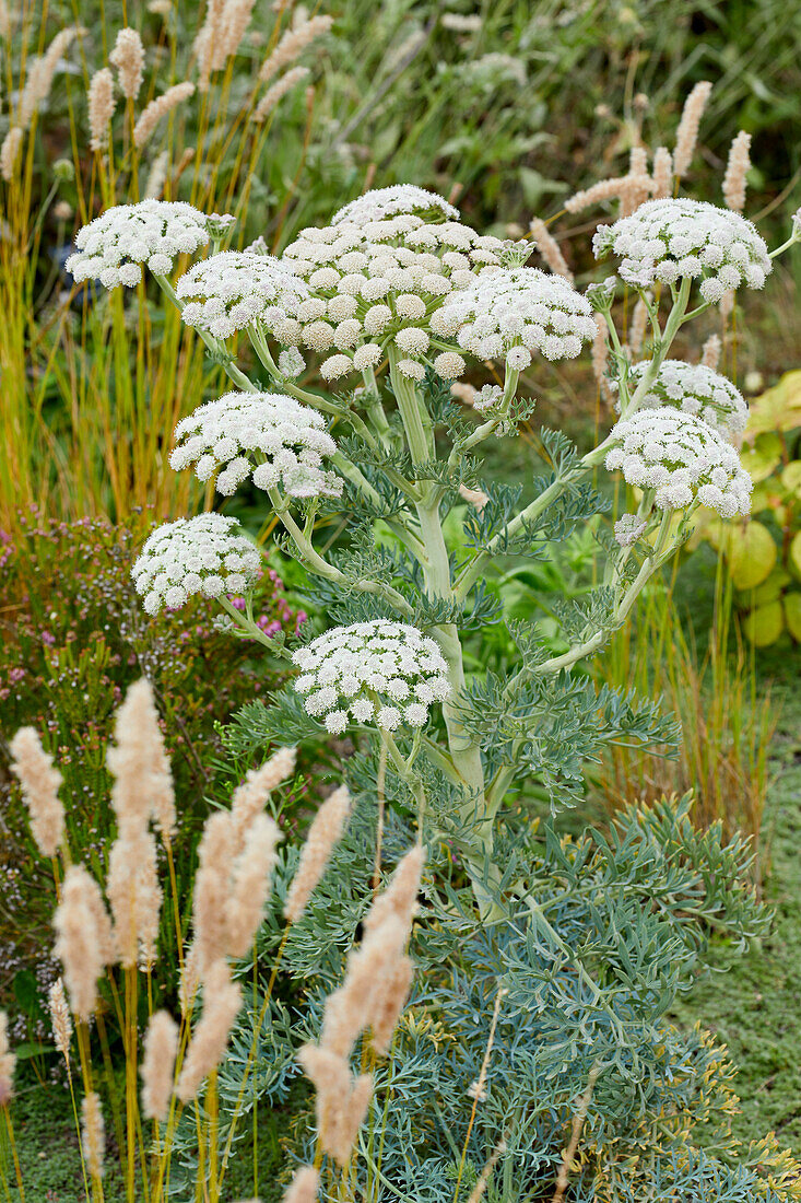 Grauer Bergfenchel (Seseli gummiferum)