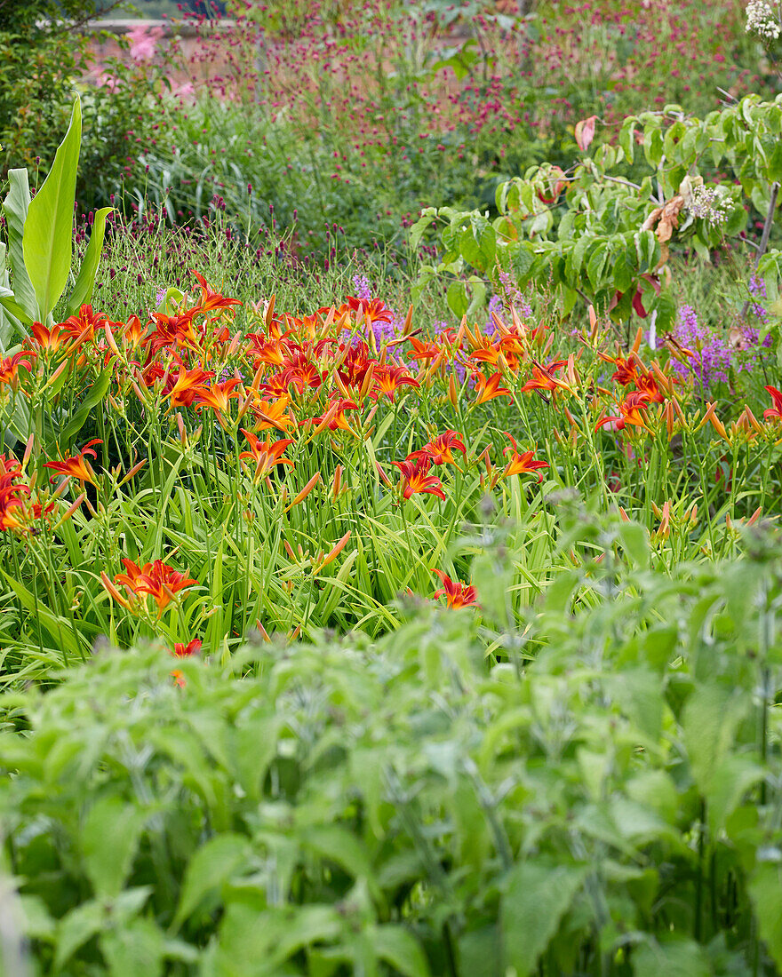 Hemerocallis