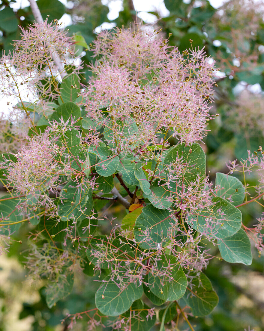 Cotinus coggygria