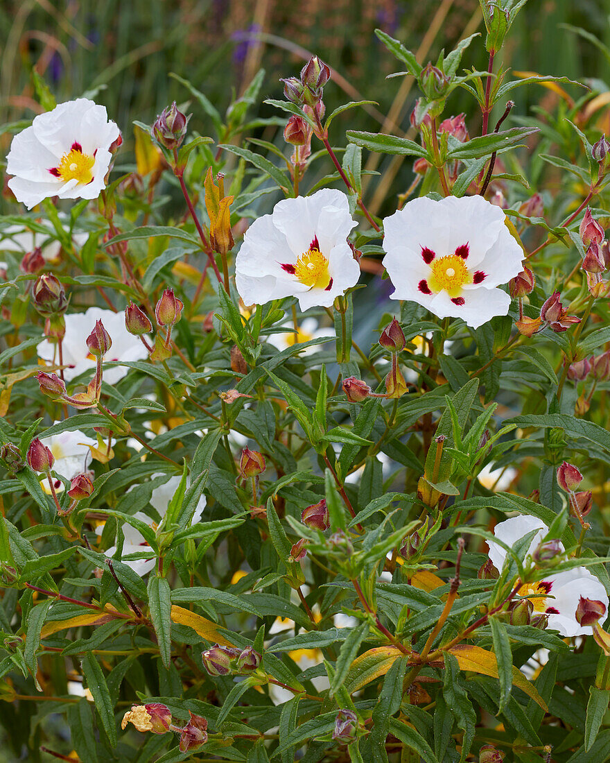 Zistrose (Cistus x dansereaui) 'Jenkyn Place'