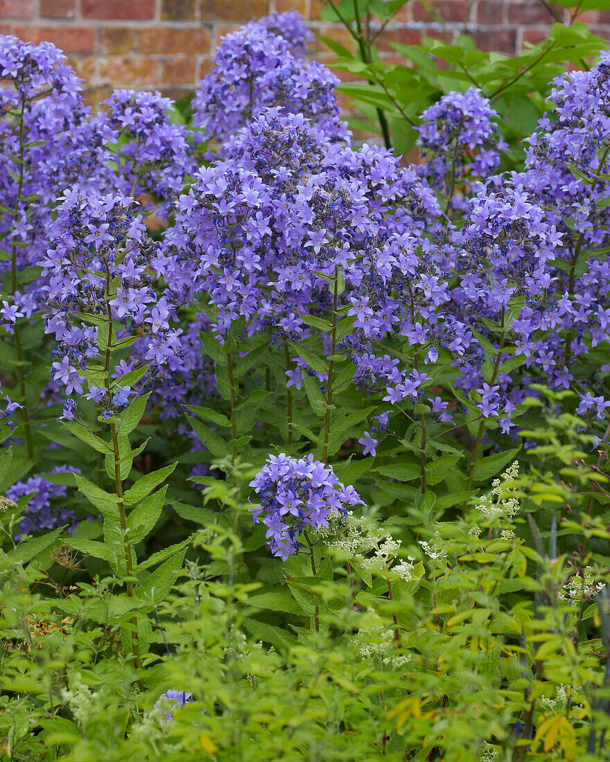 Campanula lactiflora