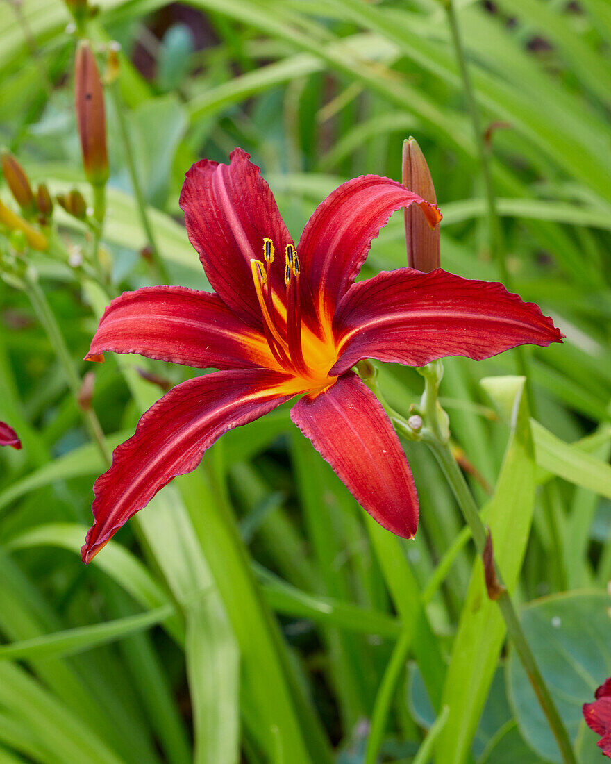 Hemerocallis