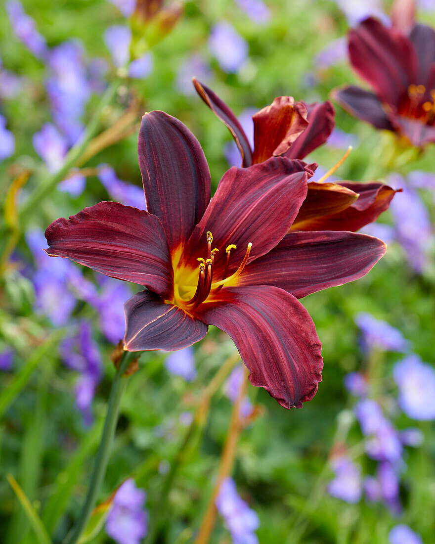 Hemerocallis American Revolution